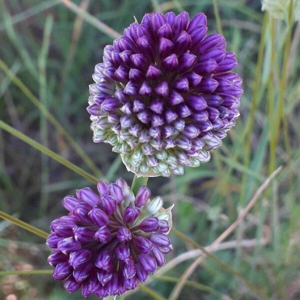 Allium sphaerocephalon 花