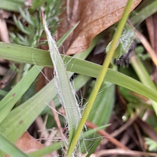 Luzula campestris Blad