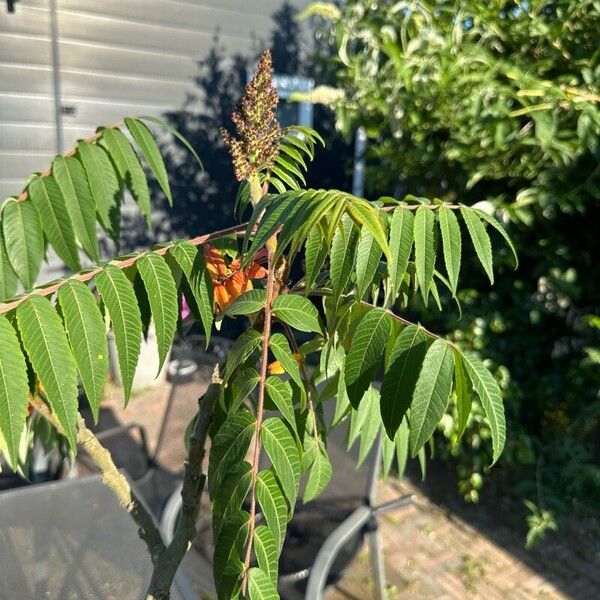 Rhus glabra फूल