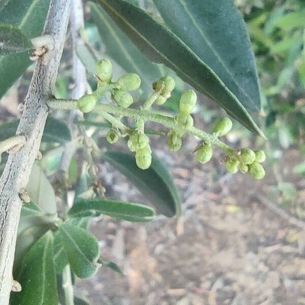 Olea europaea Blüte