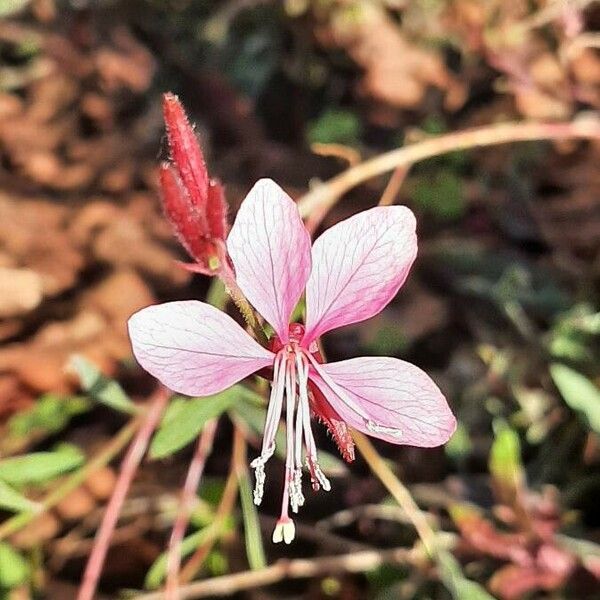 Oenothera lindheimeri Λουλούδι