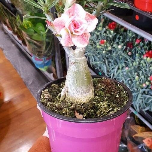 Adenium obesum Λουλούδι