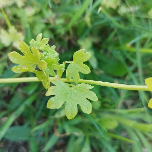 Bowlesia incana Feuille