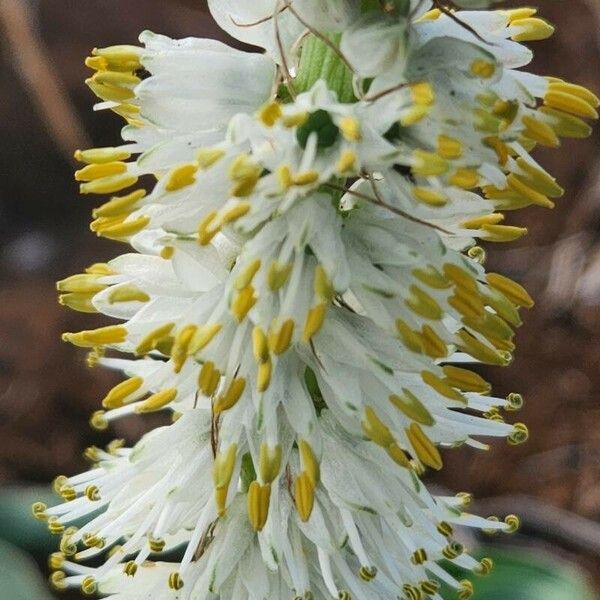 Chlorophytum africanum Цветок