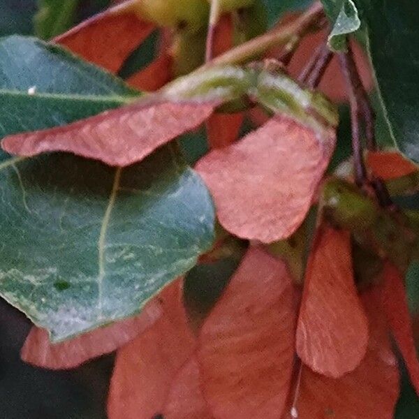 Acer sempervirens Fruit