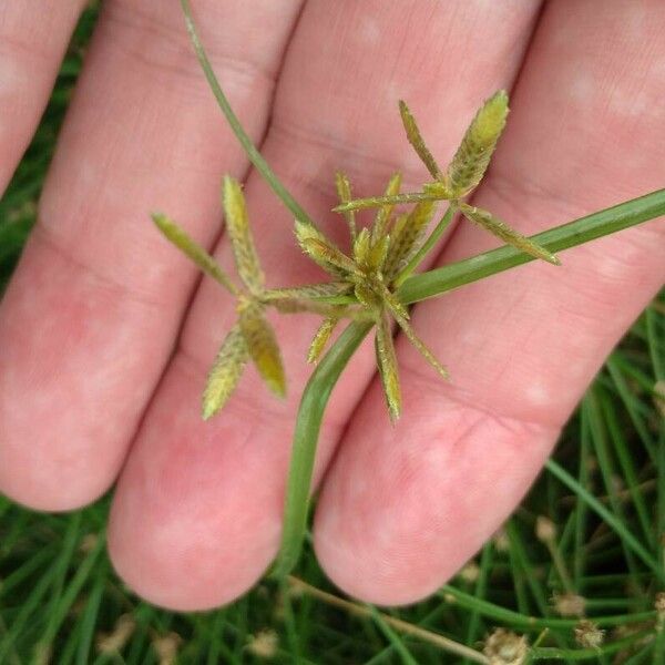 Cyperus flavescens Flower