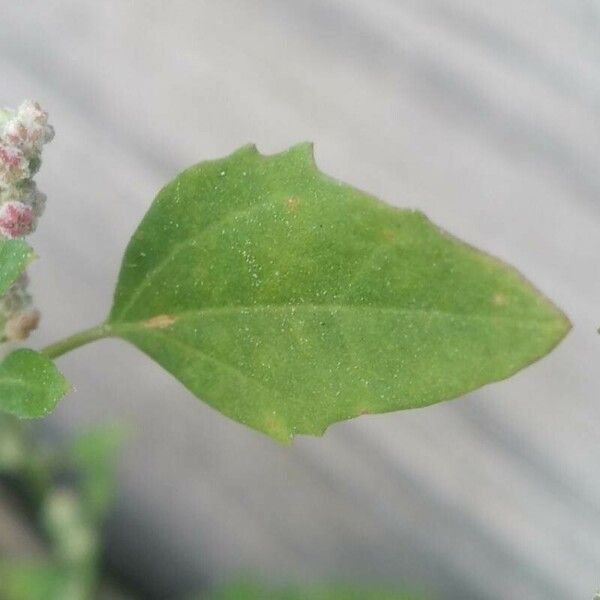 Chenopodium album Leaf