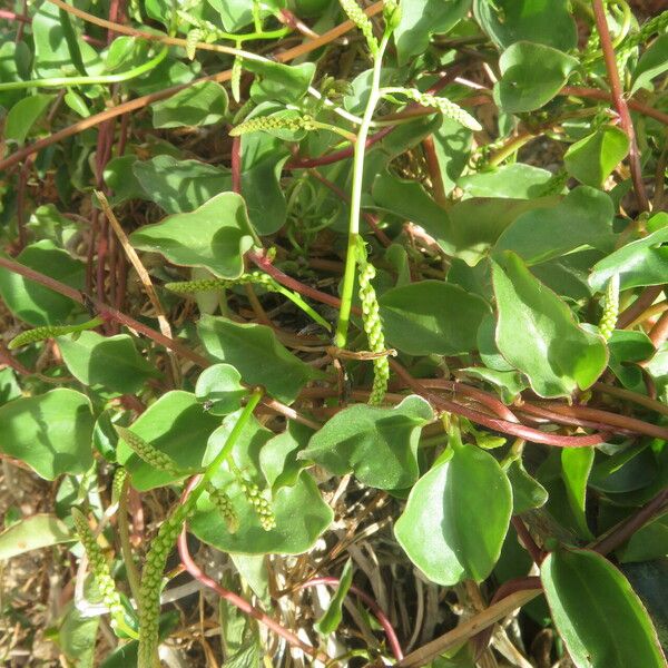 Anredera cordifolia Folla