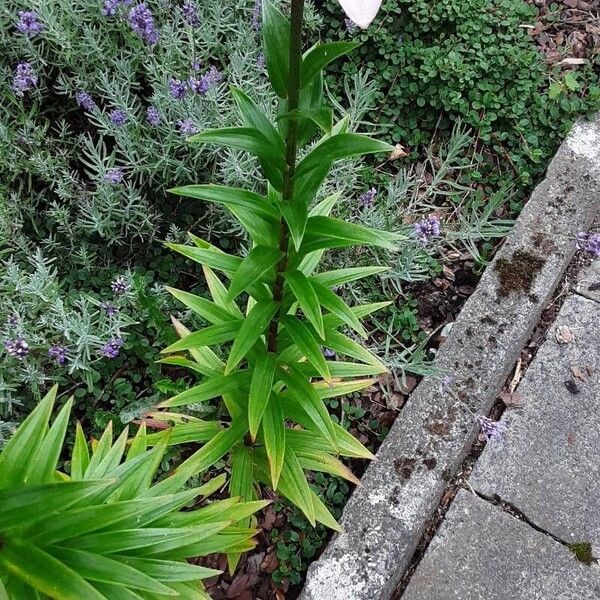 Lilium bulbiferum Habit