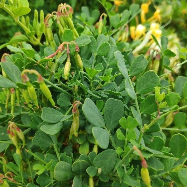 Coronilla valentina Leaf