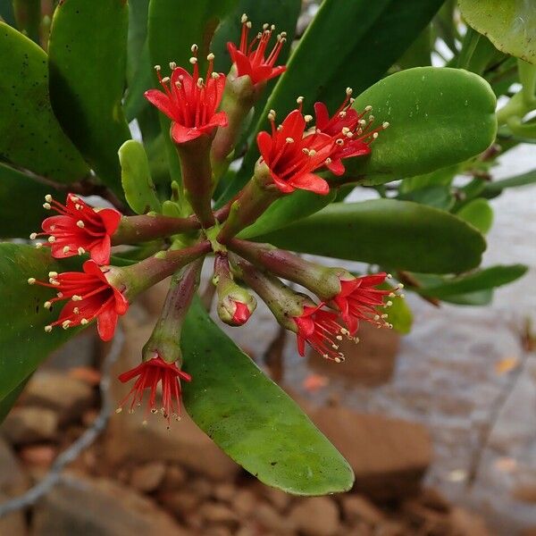 Lumnitzera littorea Flower