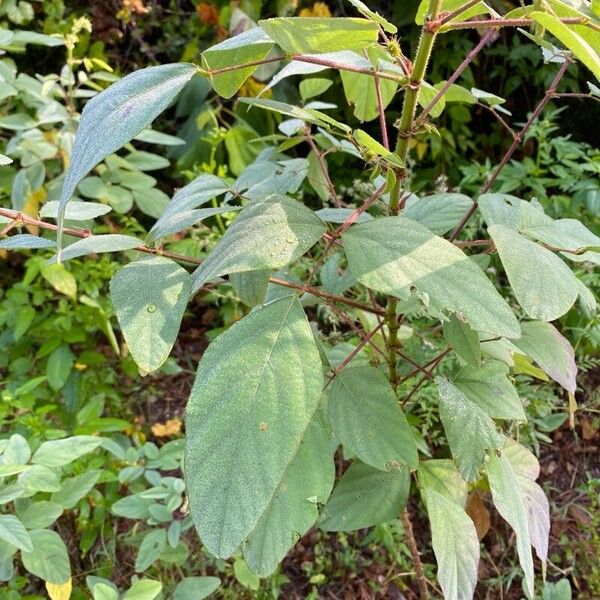 Desmodium tortuosum পাতা