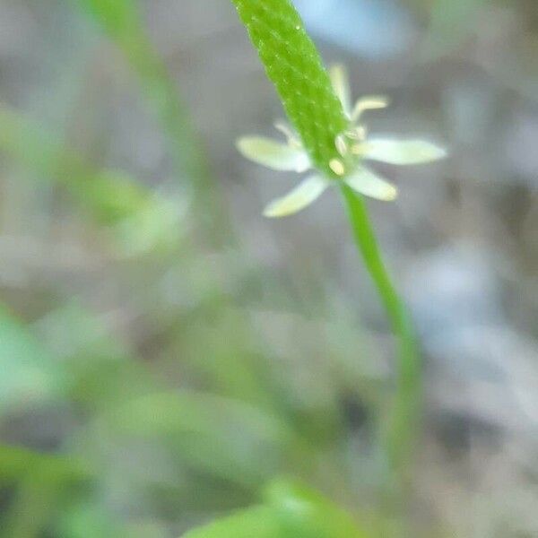 Ranunculus minimus Blüte