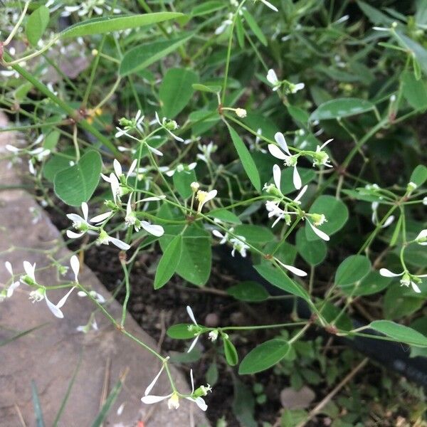 Euphorbia hypericifolia Кветка