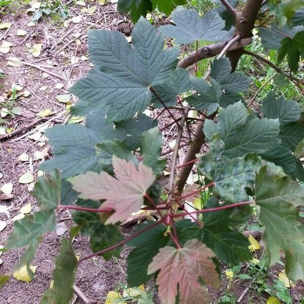 Acer pseudoplatanus Foglia