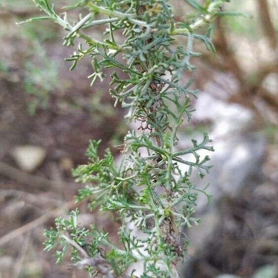 Artemisia herba-alba Folla