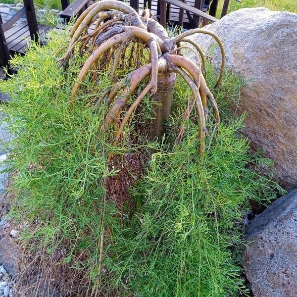 Ferula communis Blomst