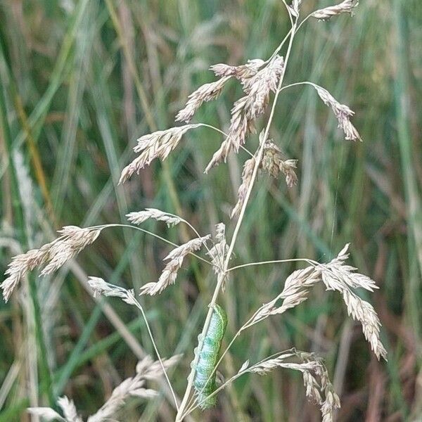 Poa pratensis ᱵᱟᱦᱟ