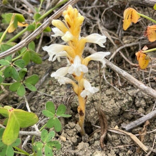 Orobanche nana Blomst