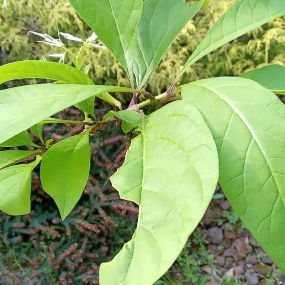 Chionanthus virginicus Leaf