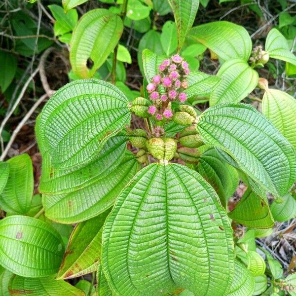 Miconia tococa Leaf