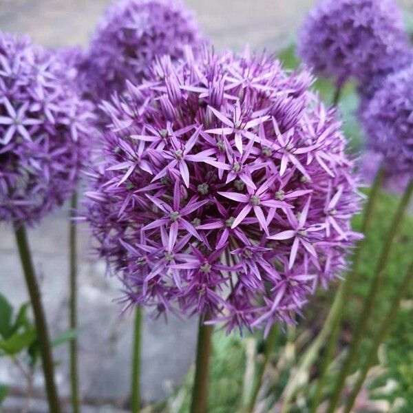 Allium nigrum Flower