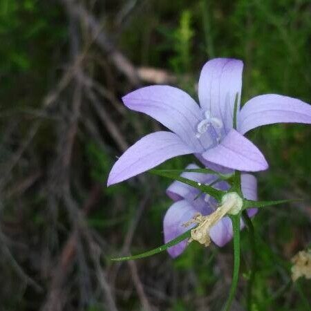 Campanula rapunculus Blüte