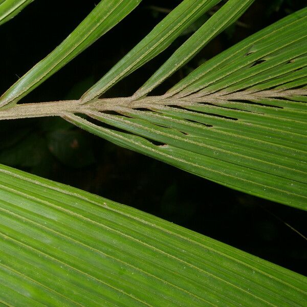 Reinhardtia latisecta Blatt