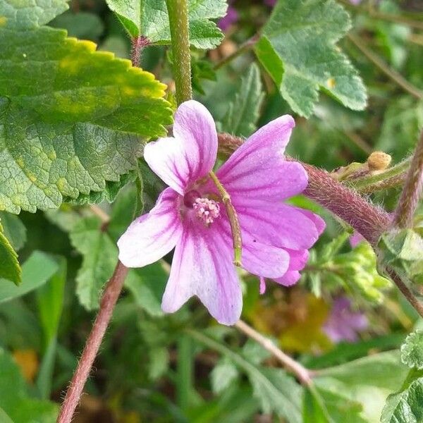 Malva sylvestris Fleur