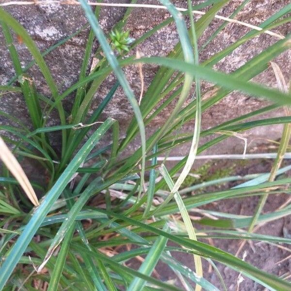 Carex leersii Blad