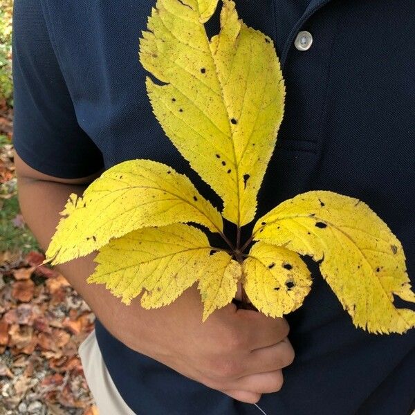 Panax quinquefolius Leaf