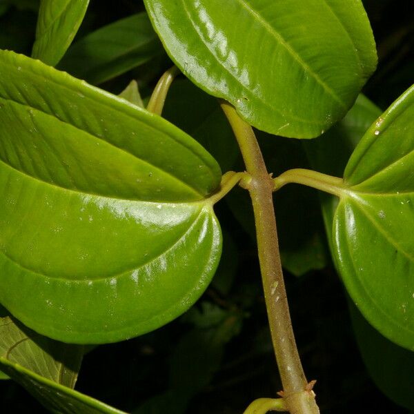 Adelobotrys adscendens Leaf