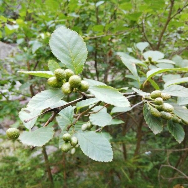 Alnus alnobetula Leaf