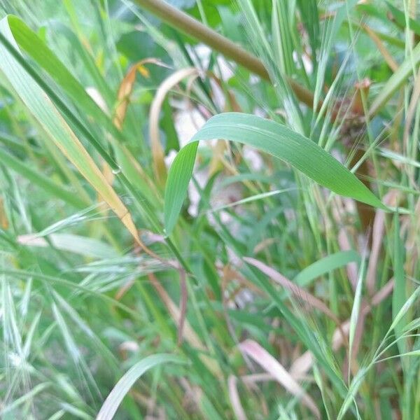 Bromus tectorum Лист