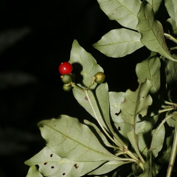 Psychotria biaristata Fruit