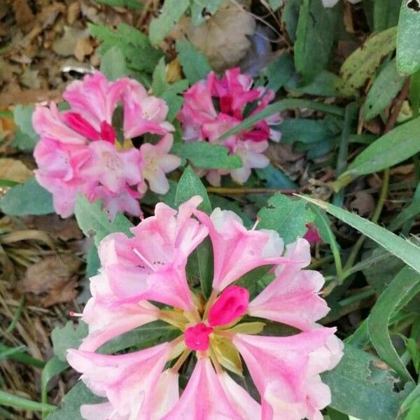 Rhododendron indicum Flower