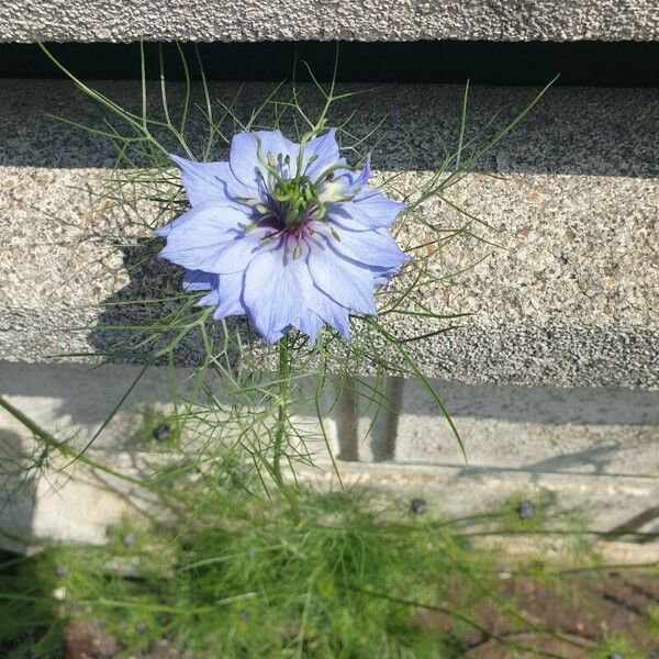 Nigella damascena Blüte