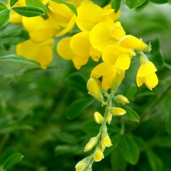 Genista pilosa Flower