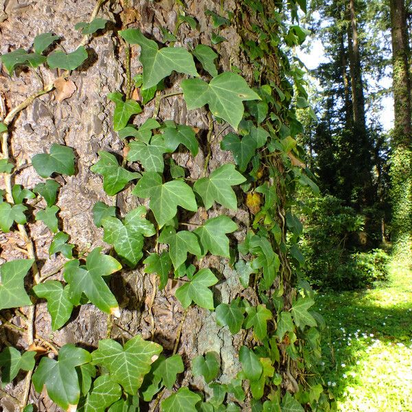 Hedera helix Yaprak