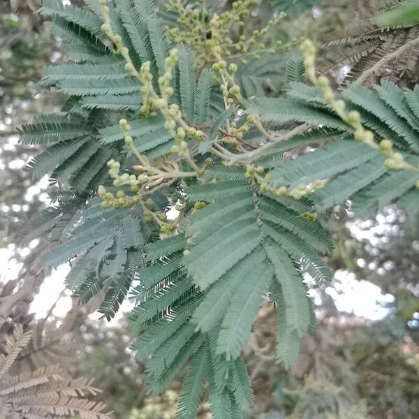 Acacia mearnsii Yaprak