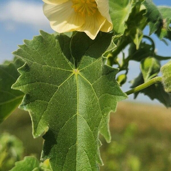 Abutilon grandiflorum Blatt