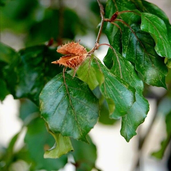 Fagus sylvatica ഇല