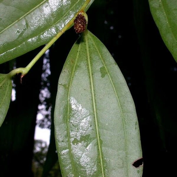 Smilax domingensis Feuille