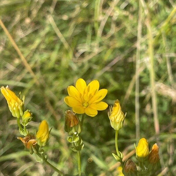 Blackstonia perfoliata 花