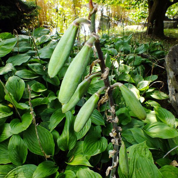 Hosta plantaginea Fruto