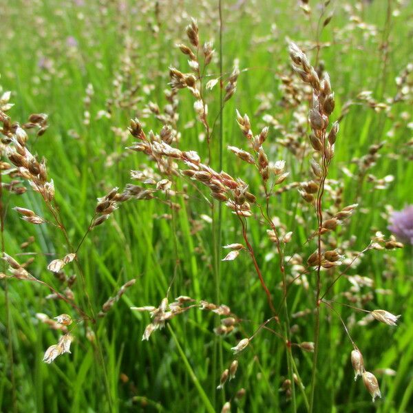 Hierochloe odorata Flor