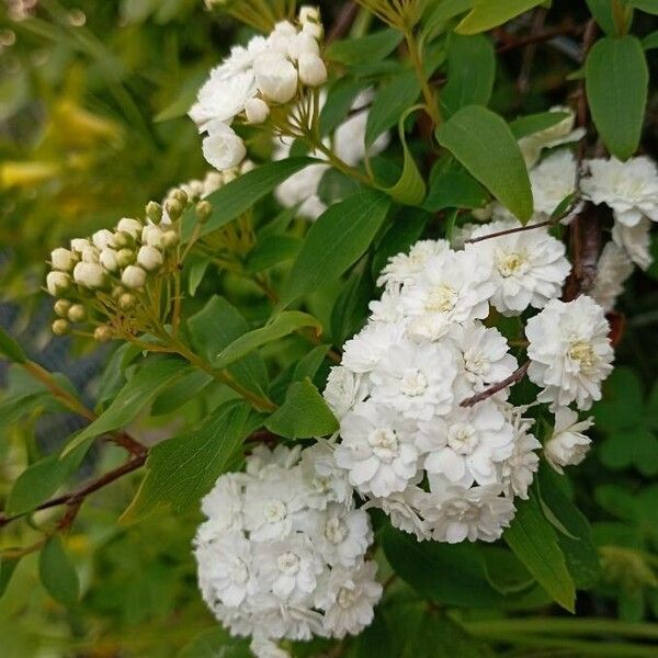 Spiraea cantoniensis 花