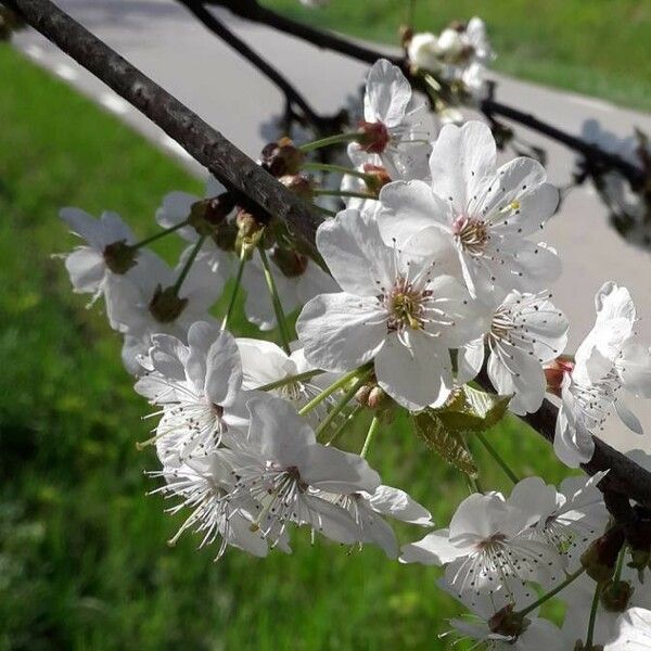 Prunus cerasus Žiedas