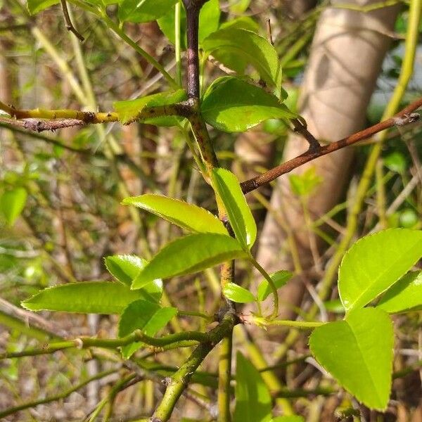 Rosa banksiae Leaf