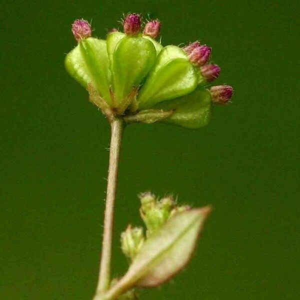 Boerhavia repens Flor